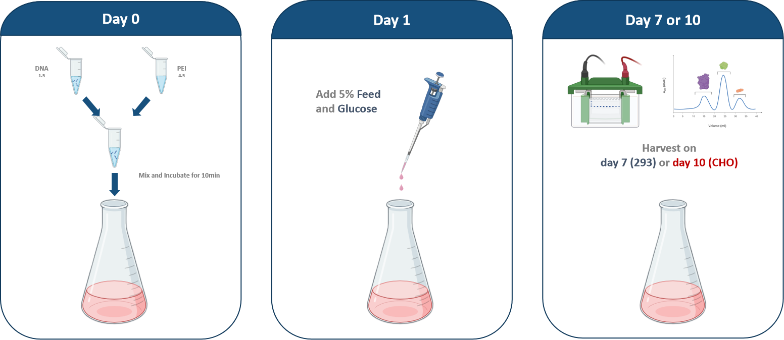 Balancing Cost and Performance in CHO Cell Culture Media: Insights from ExCell Bio