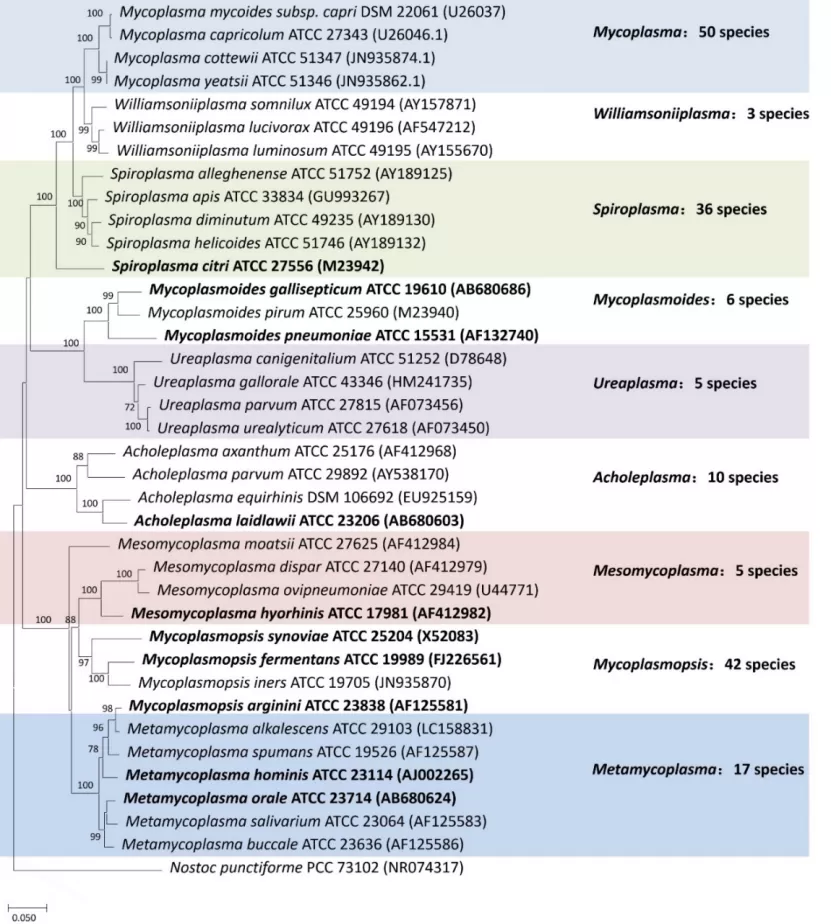 How to Test for Mycoplasma Pneumoniae