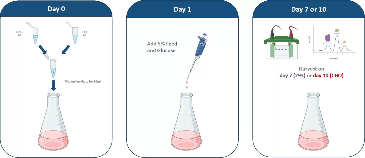 Balancing Cost and Performance in CHO Cell Culture Media: Insights from ExCell Bio